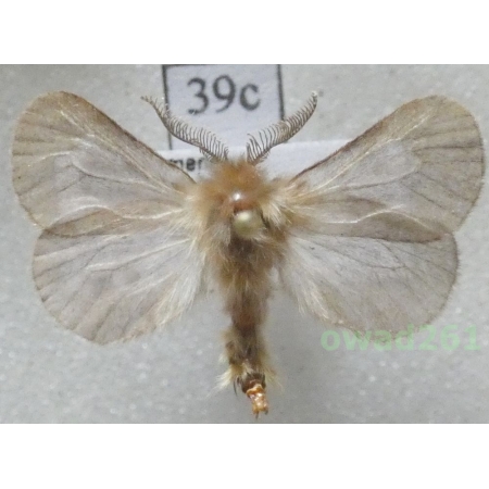 Pachythelia villosella (Ochsenheimer, 1810) Czech39c